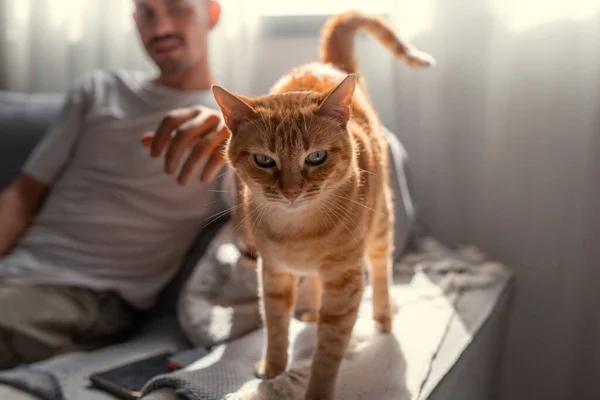 Brown Tabby Γάτα Στέκεται Έναν Καναπέ Κοιτάζει Την Κάμερα — Φωτογραφία Αρχείου