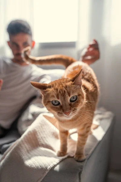 Brun Tabby Katt Stående Soffa Tittar Kameran Vertikal Sammansättning — Stockfoto