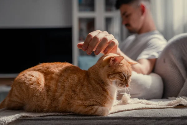 Kapat. Yeşil gözlü kahverengi tekir kedi, genç bir adamın okşamasından hoşlanıyor.