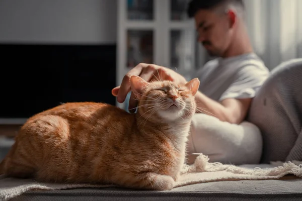 Kapat. Yeşil gözlü kahverengi tekir kedi, genç bir adamın okşamasından hoşlanıyor.
