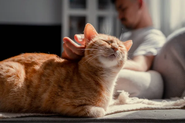 Nära Håll Brun Tabby Katt Med Gröna Ögon Njuta Smekningar — Stockfoto