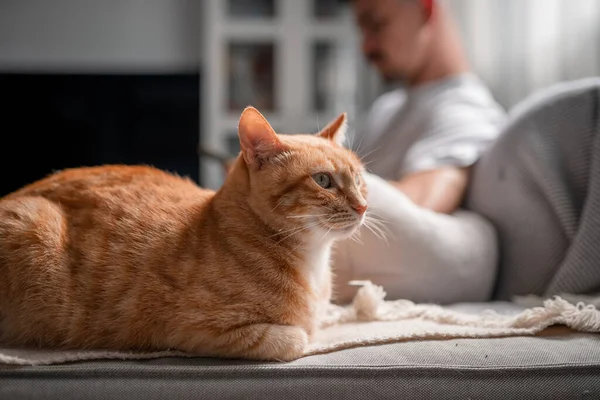 Nära Håll Brun Tabby Katt Med Gröna Ögon Njuta Smekningar — Stockfoto