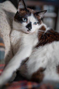 dikey kompozisyon. Mavi gözlü siyah beyaz kedi