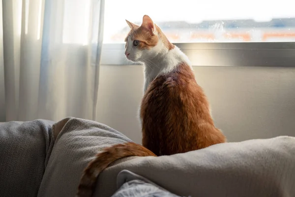 Brown White Cat Sitting Sofa Window — Foto de Stock
