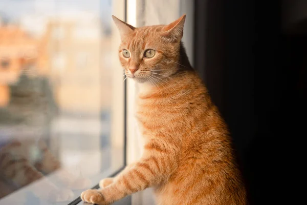 Brown Tabby Cat Green Eyes Looking Window Close — Foto de Stock