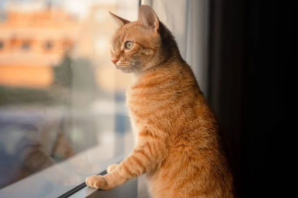 Brown Tabby Cat Green Eyes Looking Window Close — Foto de Stock