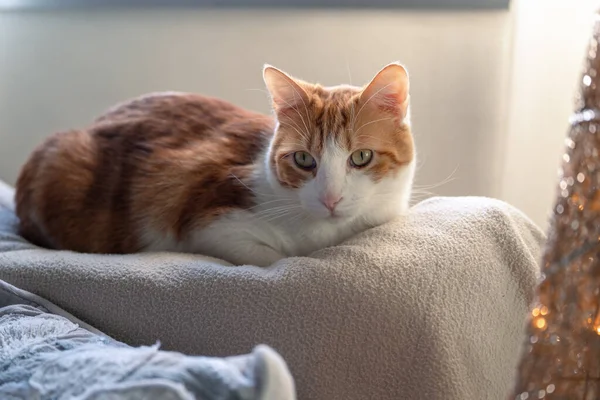 Brown White Cat Yellow Eyes Lying Sofa Close — ストック写真