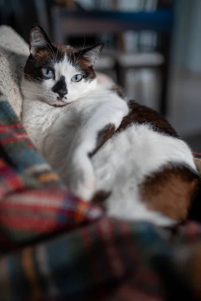 Vertical Composition Black White Cat Blue Eyes Close — Foto de Stock