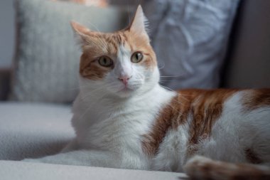 Kapat. Sarı gözlü kahverengi beyaz kedi kameraya bakar.