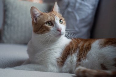 Kapat. Kahverengi ve beyaz kediler sarı gözlü  