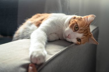 Kapat. Kanepede yatan sarı gözlü kahverengi ve beyaz kedi.