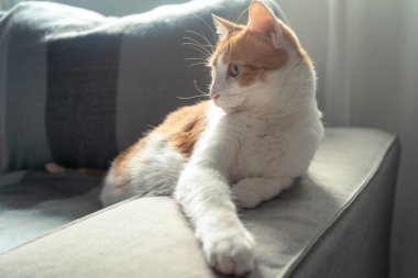 Kapat. Kanepede yatan sarı gözlü kahverengi ve beyaz kedi.