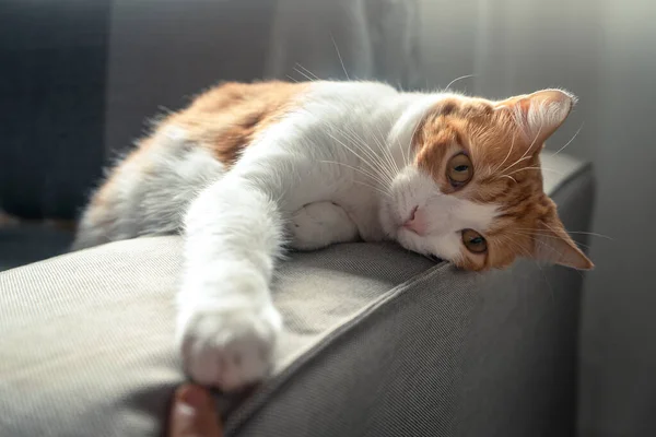 Cerca Gato Marrón Blanco Con Ojos Amarillos Acostado Sofá —  Fotos de Stock