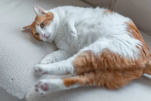 Gato Marrón Blanco Con Ojos Amarillos Acostado Sofá Blanco —  Fotos de Stock