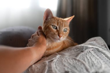 Bir insan eli, beyaz yastıkta yatan yeşil gözlü kahverengi bir kediyi okşar. Kapat.
