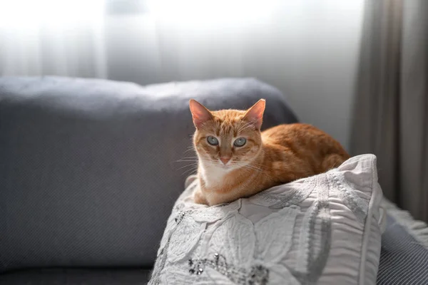 Brown Tabby Cat Green Eyes Lying White Pillow Looks Camera — Fotografia de Stock