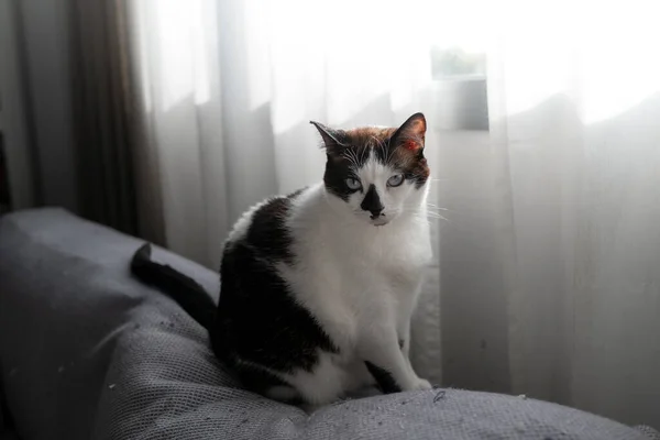 Black White Cat Blue Eyes Sitting Gray Sofa Window Looks — ストック写真