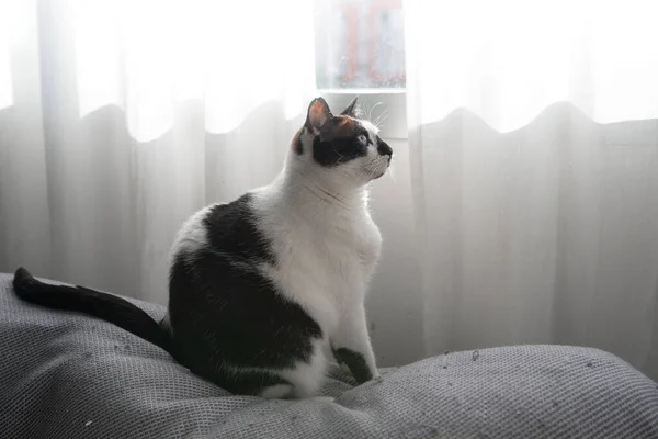 Чорно Білий Кіт Блакитними Очима Сидячи Сірому Дивані Біля Вікна — стокове фото