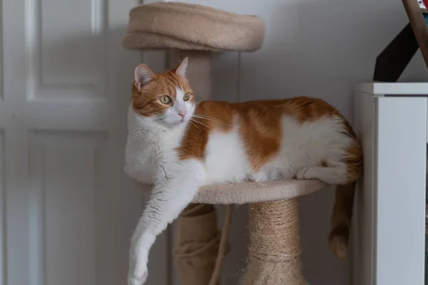 Brown White Cat Yellow Eyes Lying Scratching Tower Looks Camera — Foto de Stock