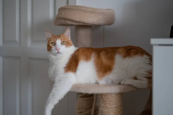 Brown White Cat Yellow Eyes Lying Scratching Tower Looks Camera — Φωτογραφία Αρχείου