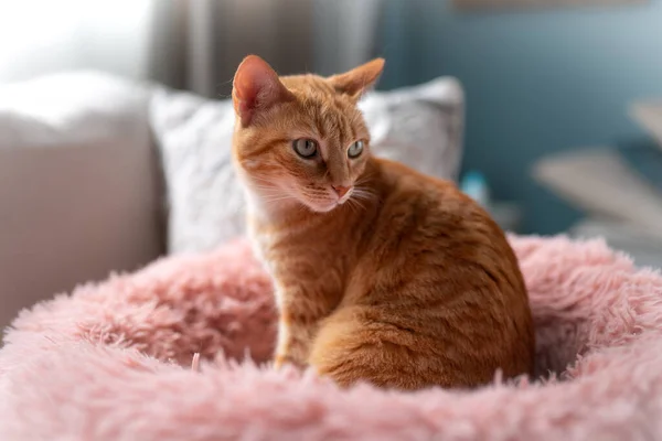 Brown Tabby Cat Green Eyes Lying Pink Bed Close —  Fotos de Stock