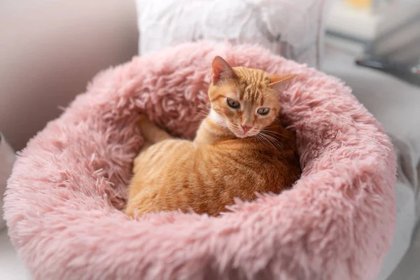 Brown Tabby Cat Green Eyes Lying Pink Bed Close — стоковое фото