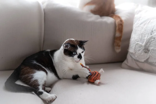 Black White Cat Blue Eyes Playing Toy Sofa — Φωτογραφία Αρχείου