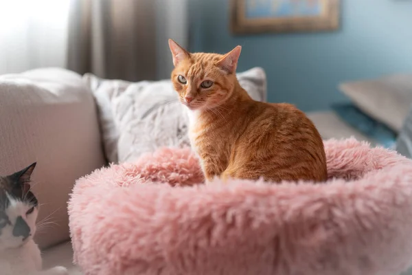Brown Tabby Cat Green Eyes Lying Pink Bed Close — Stockfoto