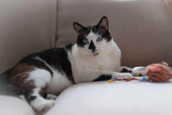 Black White Cat Blue Eyes Playing Toy Sofa — стоковое фото