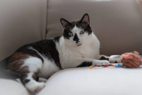 Black White Cat Blue Eyes Playing Toy Sofa — Stock Fotó