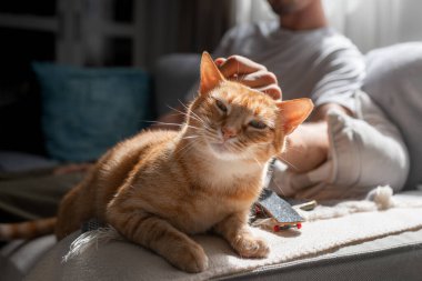Kapat. Yeşil gözlü kahverengi tekir kedi, genç bir adamın okşamasından hoşlanıyor.