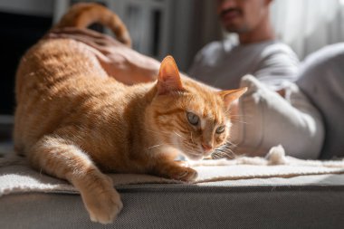 Kapat. Yeşil gözlü kahverengi tekir kedi, genç bir adamın okşamasından hoşlanıyor.
