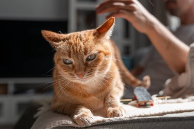 Kapat. Yeşil gözlü kahverengi tekir kedi, genç bir adamın okşamasından hoşlanıyor.