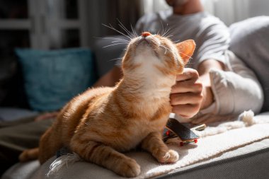Kapat. Yeşil gözlü kahverengi tekir kedi, genç bir adamın okşamasından hoşlanıyor.