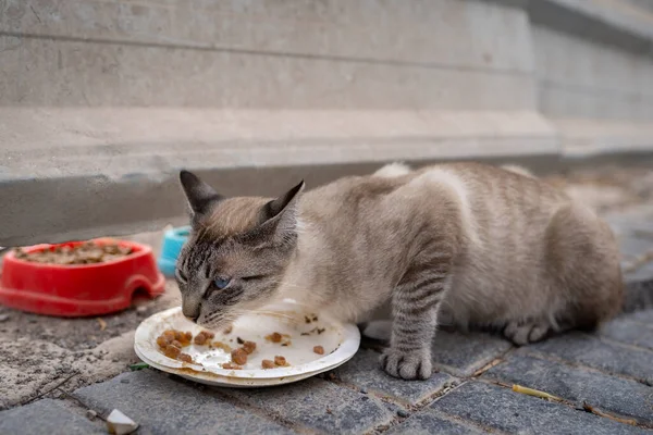 Stray gray tabby cat with blue eyes eating in the street