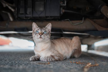 Arabanın altında yatan mavi gözlü başıboş gri tekir kedi. Kapat.