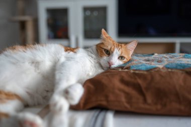 Kahverengi yastığın üzerinde yatan sarı gözlü kahverengi ve beyaz kedi. Kapat.