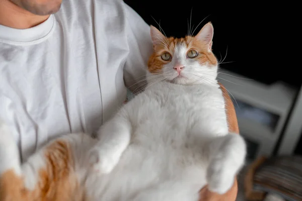 Jongeman Houdt Een Bruin Witte Kat Met Gele Ogen Zijn — Stockfoto
