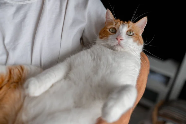 Joven Sostiene Gato Marrón Blanco Con Ojos Amarillos Sus Brazos — Foto de Stock