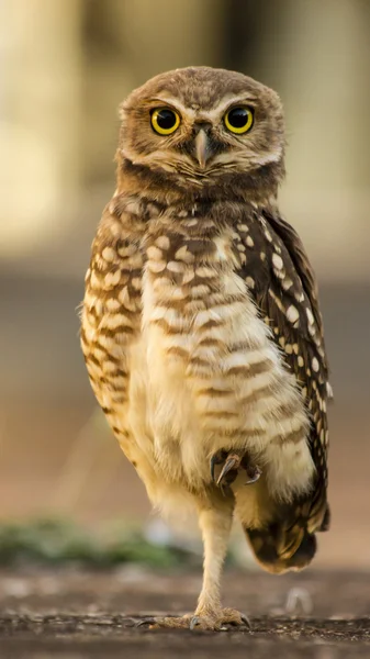 Owl looking attentive — Stock Photo, Image