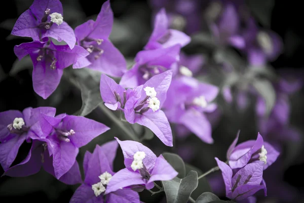 Violette Blüten — Stockfoto