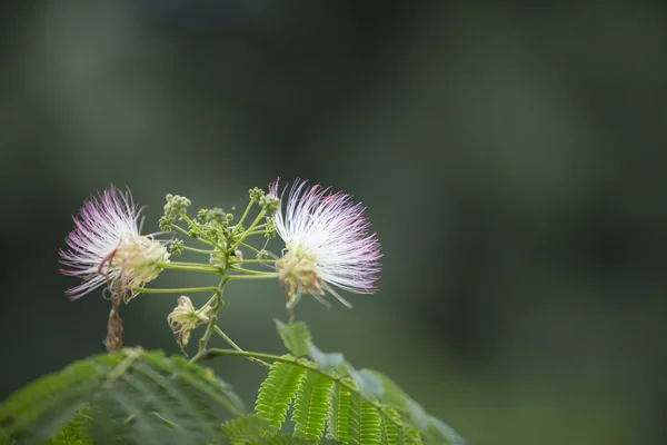 Löwenzahn-Pusteblume — Stockfoto