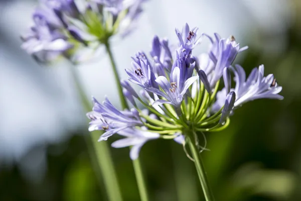 Violette Blüten — Stockfoto