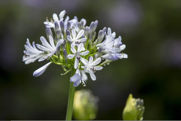 Fiori viola — Foto Stock