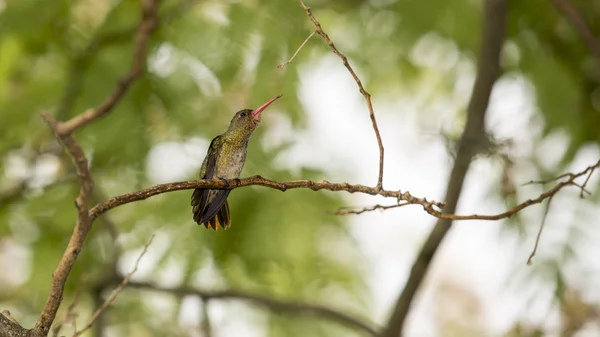 Colibrí de pie sobre una rama — Foto de Stock