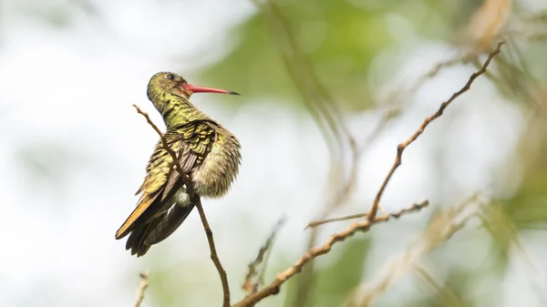 Hummingbird standing on a branch — Stock Photo, Image