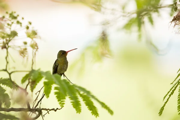 Hummingbird standing on a branch — Stock Photo, Image