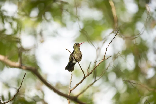 Hummingbird standing on a branch — Stock Photo, Image