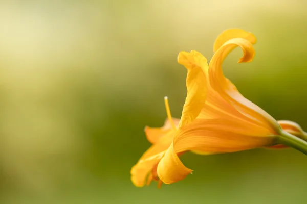 Fiore di giglio giallo — Foto Stock