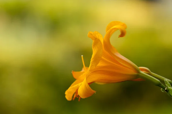 Fiore di giglio giallo — Foto Stock